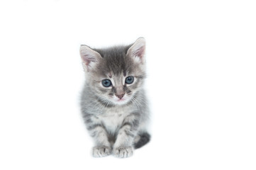 cute fluffy gray little funny kitten cat sitting on a white isolated background