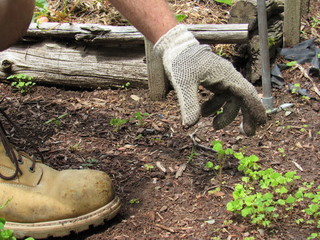 View of weeds being pulled in a garden by an unrecognizable man wearing gloves and boots 