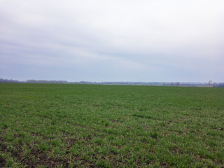 Fototapeta na wymiar Field of green young winter wheat in spring after rain. Cloudy skies and cloudy weather.