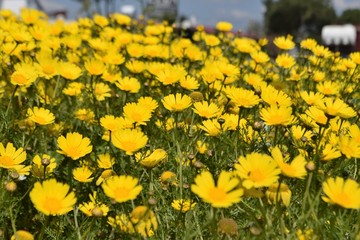 Beautiful, yellow, flowers, nature, background