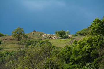 schafherde in einer landschaft