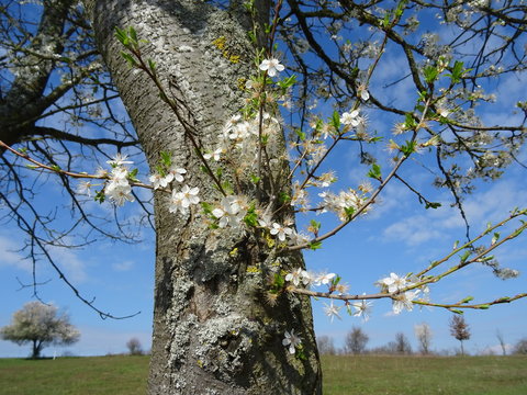 Schlehenbaum Fr&uuml;hlingsstimmung