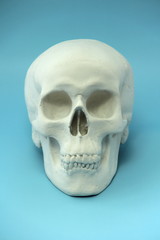 White human skull made of plaster on a blue background. The concept of health, medicine, life and death