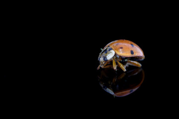 Ladybug on a black background - 331951167