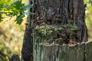 Obraz premium red berries growing on a wooden stump