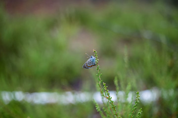 blue butterfly on green grass