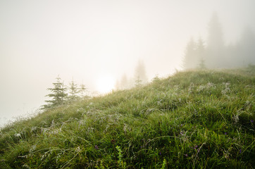 Foggy morning landscape