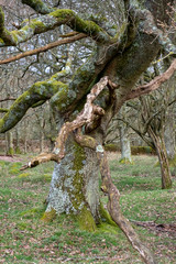 March 2020 walk around Petworth park