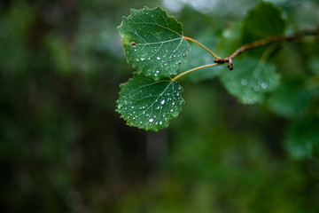 green leaf with water drops