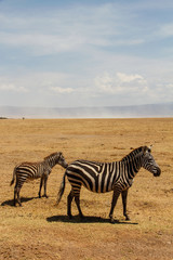 Fototapeta na wymiar Zebras