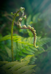 Korean Rock Fern (Polystichum tsus-simense)