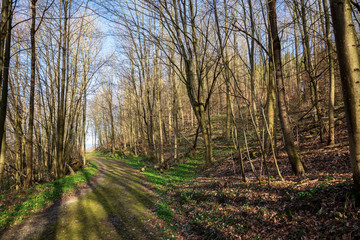 waldweg