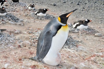 Obraz premium King penguin (Aptenodytes patagonicus) is incubating an egg on feet surrounded by Gentoo penguins in a colony, Carlini Base (Argentine permanent base), Antarctica.