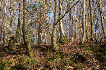 Obraz premium waldrand