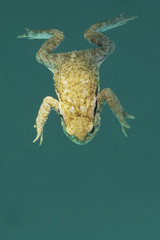 Obraz premium A yellow frog swimming in a green water