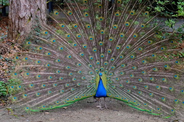 Obraz premium A Peacock in a french parisian garden in the beginning of march 2020
