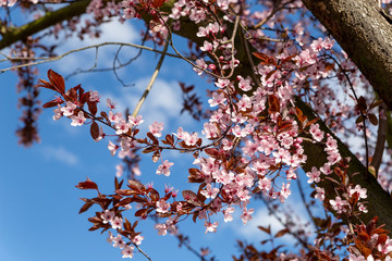 Baum mit rosa Blüten
