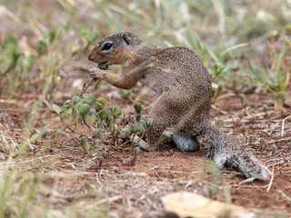 Naklejka na ściany i meble This squirrel visitid my camp's yard daily. It ate seeds of tyhe local vegetation. Lake Baringo, Kenya.