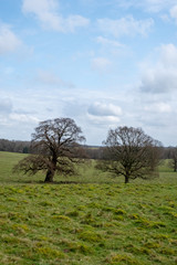 March 2020 walk around Petworth park