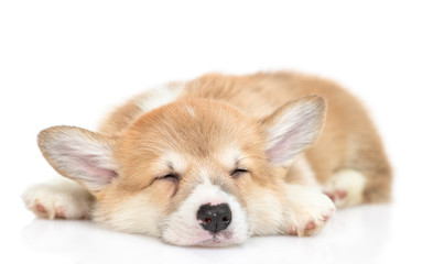 Pembroke Welsh Corgi puppy sleeps. isolated on white background