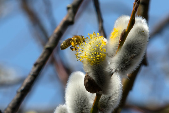 Weidenk&auml;tzchen mit Biene im Fr&uuml;hling