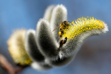 Weidenkätzchen mit Biene im Frühling