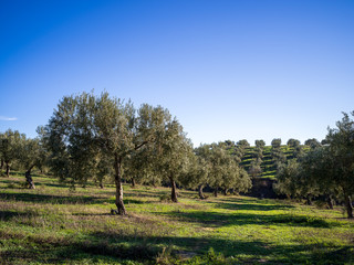 Obraz premium Beautiful landscape with olive trees and mountains on a sunny day