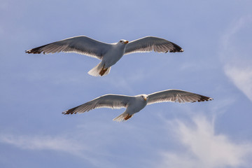glaruses in flight