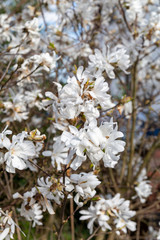 Busch mit weißen Blüten
