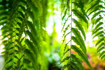 tropical garden with greenery fern curtain for natural green background 