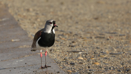 Tero en Punta Arenas