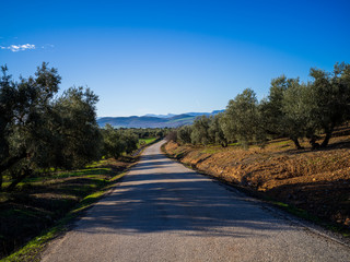 Small road leading through olive garden in Spain