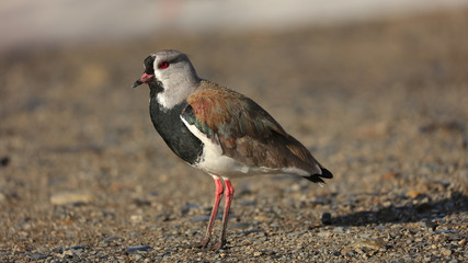 Tero en Punta Arenas