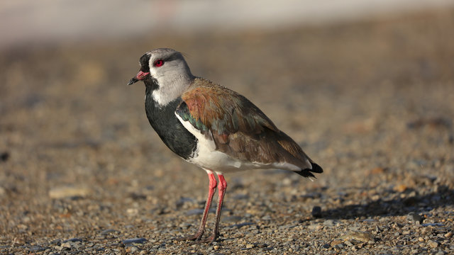 Tero en Punta Arenas