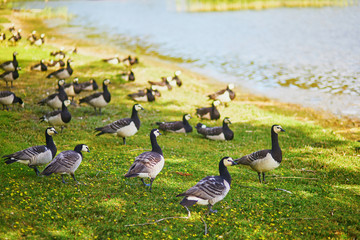 Large flock of Canada geese near lake in Finnish countryside