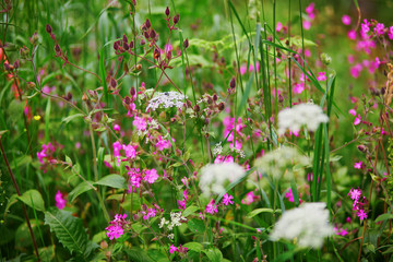 Obraz premium Purple wildflowers closeup on meadow or in forest