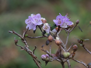Some flowers in Paris in the first day of spring.