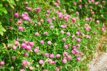 Fototapeta premium Closeup of various green plants and flowers growing in Finnish forests or countryside