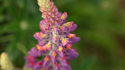 Lupinos en patagonia