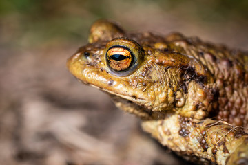 common toad - (Bufo bufo), Czech Republic