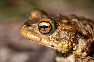 common toad - (Bufo bufo), Czech Republic