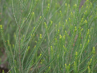 Green herbs and plant. France, spring 2020.