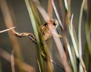common toad - (Bufo bufo), Czech Republic