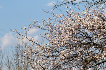 tree in blossom