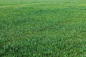 green grass field
