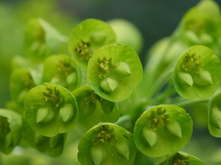 Green herbs and plant. France, spring 2020.