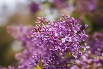 purple lilac in the garden. Flowers
