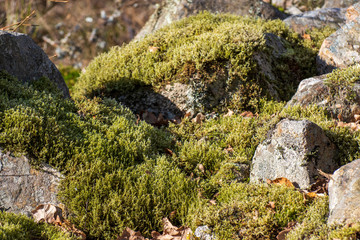 moss on a stone