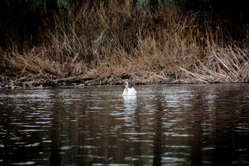 A lonely swan in search of his beloved