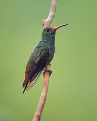 Hummingbird resting on a tree branch